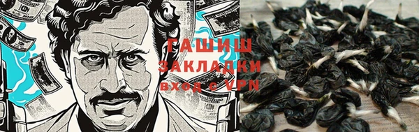 гашик Дмитров